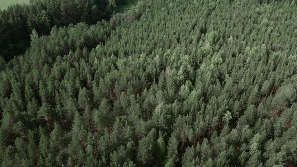 Deep green forest in Ural