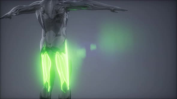 Thigh Muscles - Visible Muscle Anatomy Map alt