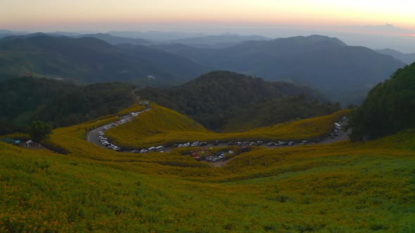 Aerial view of tree Marigold or yellow flowers in national garden park and mountain hills