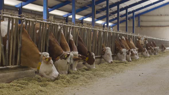 Cow milk farm, cows eating feed.