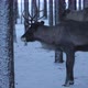 Two Noble Deer Standing and Smelling Around in a Winter Pine Forest in Finland - VideoHive Item for Sale