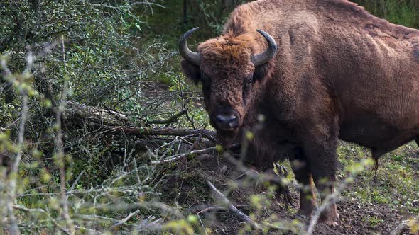 A european bison bonasus bull grazing in a forest, ruminating,Czechia.