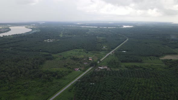 Aerial View of The Palm Oil Estates