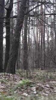 Vertical Video of the Forest Landscape Aerial View Slow Motion