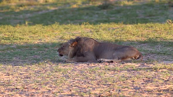 Male African Lion's vocalizations decrease as he returns to resting