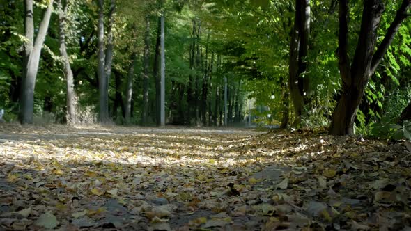 SLOW MOTION Blue SUV Drives Along a Road Full of Brown Fallen Leaves