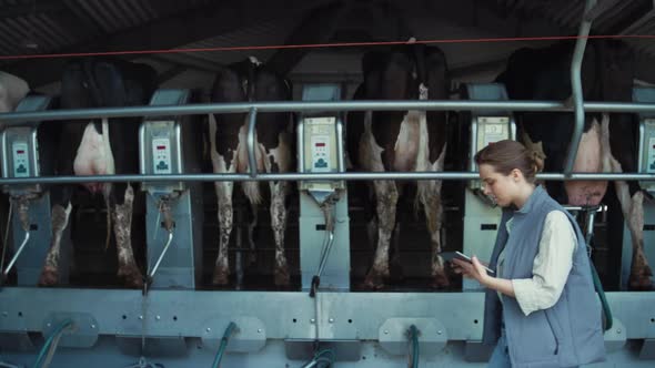 Woman Control Milking Process at Dairy Farm