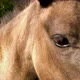 Equine Eye Blinking in Slow Motion - VideoHive Item for Sale