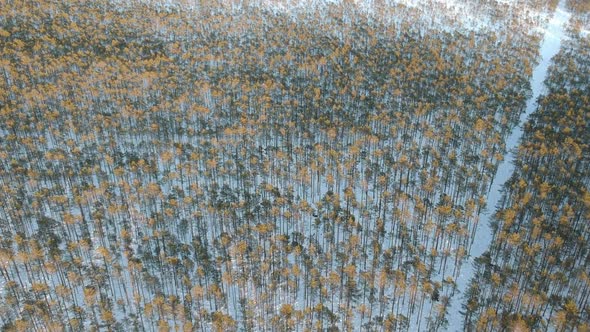 drone show of snowy pine forest at winter