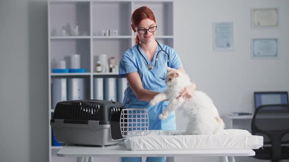 Veterinary Clinic Young Female Doctor with a Cat in Her Arms Puts Her in a Carrier Standing Up in