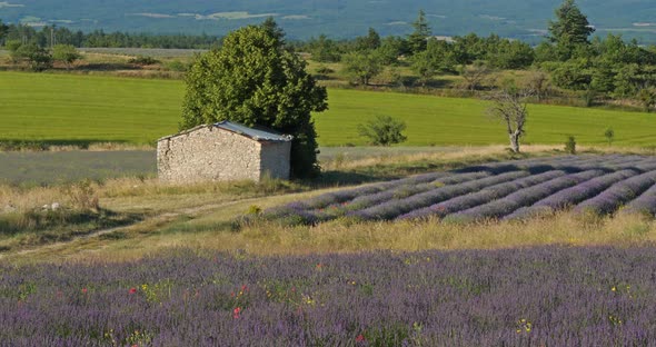 Field of lavenders,Ferrassieres, Provence, France