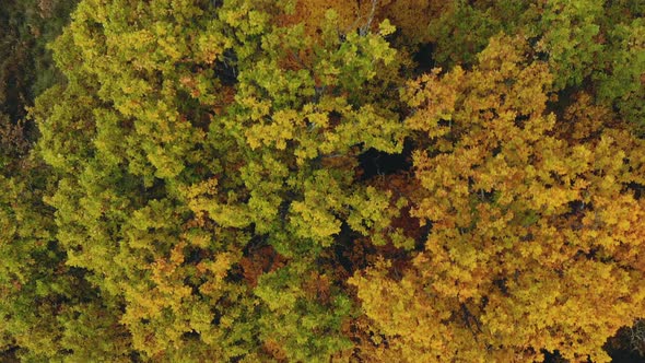 Yellow Autumn Forest. Aerial Photography, Tree with Colorful Foliage, Top View