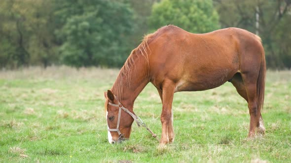 Beautiful chestnut horse grazing in green grassland summer field.