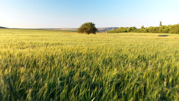 Fight Over Wheat Field