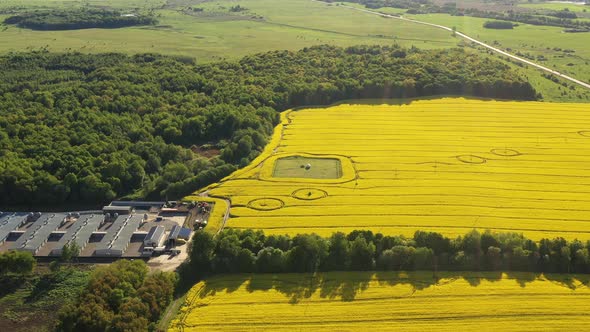 The circles on the rapeseed fields in the summertime