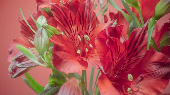 Bouquet of Red Alstroemerias with Open Flowers and Buds on a Red Studio Background