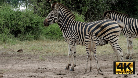 Zebra Colt Drinking From Mother