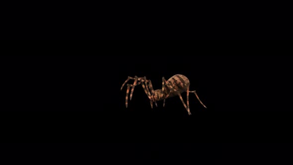 Spider Tarantula Walk 4K