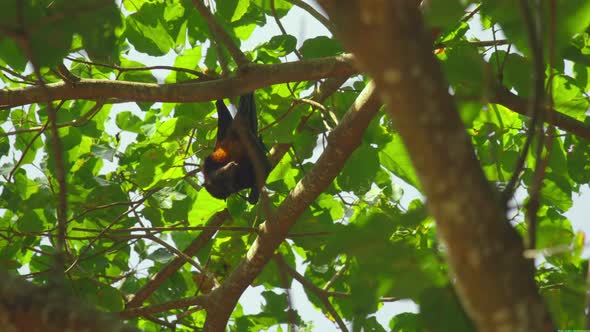 Flying Foxes Hanging on a Tree Branch and Washing Up