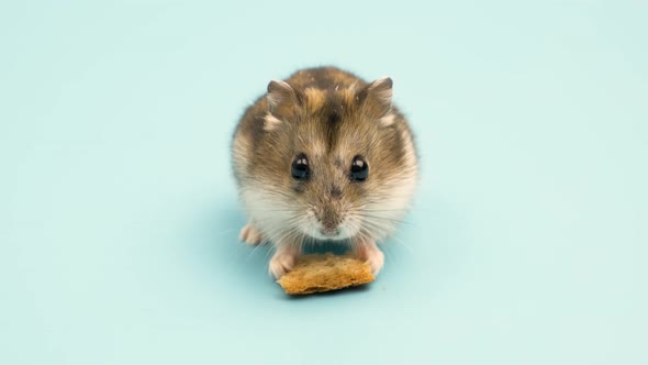 Closeup of a small funny miniature jungar hamster eating bread crums. Fluffy and cute