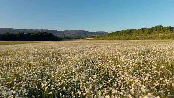 Meadow of Spring Daisy Flowers