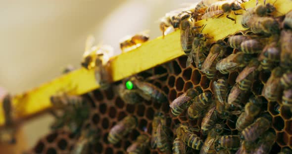 Closeup Beehive Frame with Wax Honeycombs and a Lot of Bees on It and a Signed with a Green Point