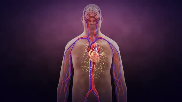 Bacteria in the heart and vascular pathways