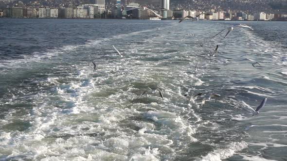 Ferry Boat And Sea Birds