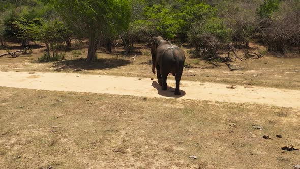 Elephant in the Wild in Sri Lanka