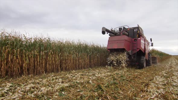 harvester reaps the ripe corn crop
