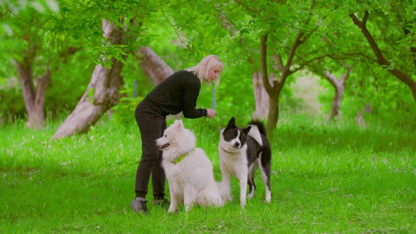 Girl Trainer Trains Dogs