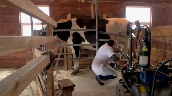 Milking a Cow at Small Dairy Farm