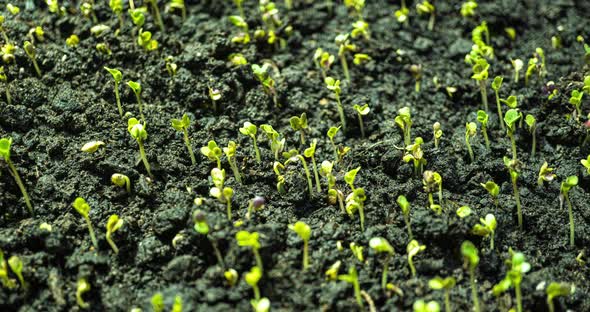 Mustard Sprouting Time Lapse Hyperlapse Camera Motion  Video