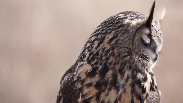 Eagle owl on the prowl searching for food in the forest