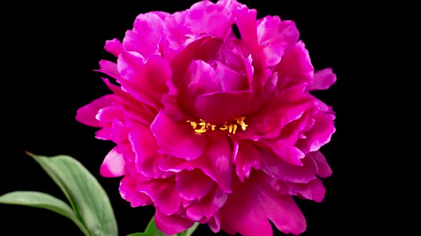 Time Lapse of Opening Beautiful Red Peony Flowers