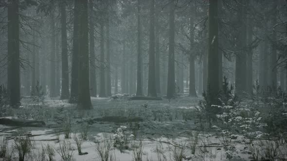 Winter Snowcovered Forest on a Cloudy Day