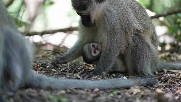 Vervet Monkey mother and baby in forest eating