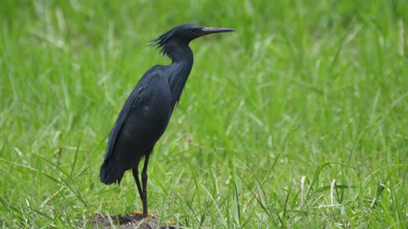 Black heron looking around