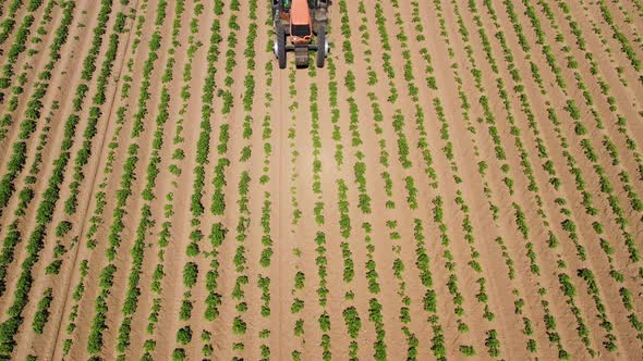 Tractor Spraying Pesticides on Vegetable Field with Sprayer