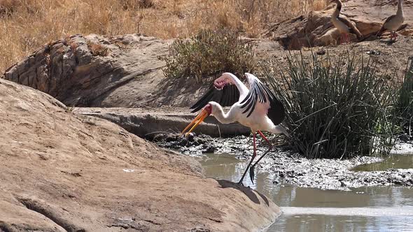 Yellow Billed Stork, mycteria ibis, Egyptian Goose, alopochen aegyptiacus, Adult at the Water Hole