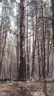 Vertical Video of the Pine Forest in the Afternoon