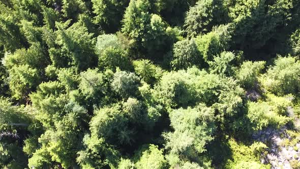 Top Down Dense Forest View of Laylee Island, Vancouver Island, Canada