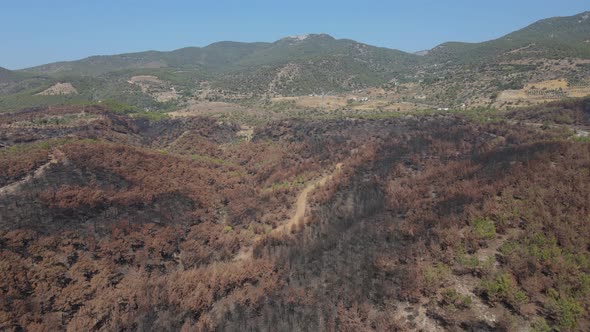 Burnt Forest Withered Trees Pine