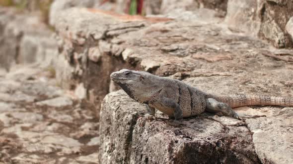 Iguana in the Mayan ruins of Coba -  Yucatan in Mexico