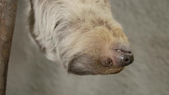 A two toed sloth hanging in a tree close to the camera slow motion cinematic