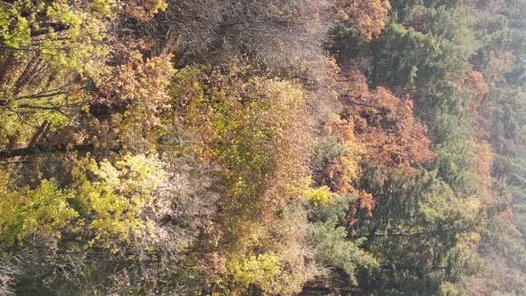 Vertical Video Aerial View of Trees in the Forest on an Autumn Day in Ukraine Slow Motion