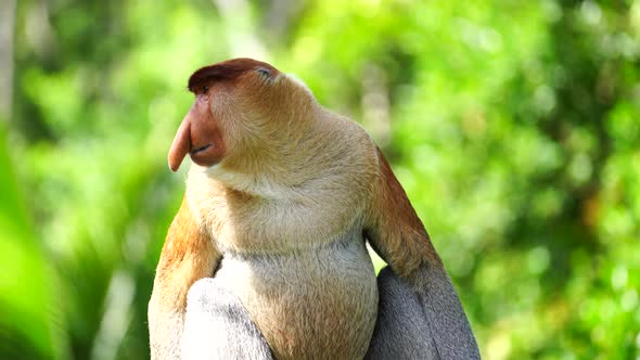 Wild Proboscis monkey or Nasalis larvatus, in rainforest of Borneo, Malaysia