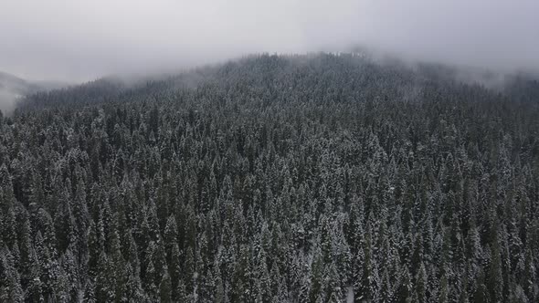 Snowcapped Forest Aerial