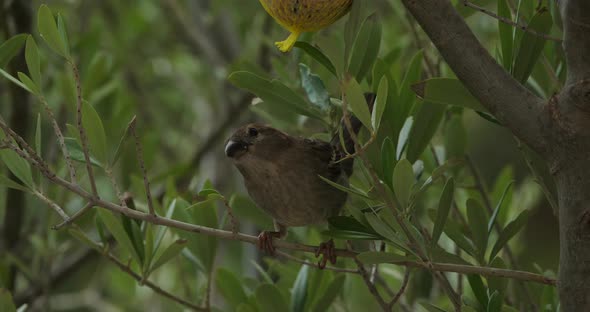 House sparrow eating on a birdfeeder