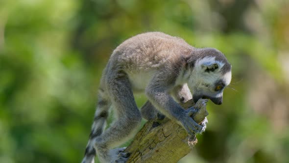 Cute young lemur mammal climbing on trunk and biting into wood during sunny day outdoors in nature,c